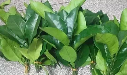 柚子叶_百度百科
