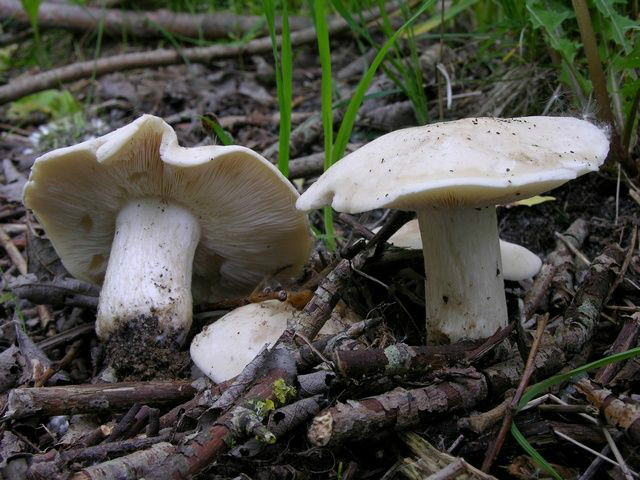  p>香杏丽蘑又称虎皮香杏,黄皮口蘑,香杏蘑.