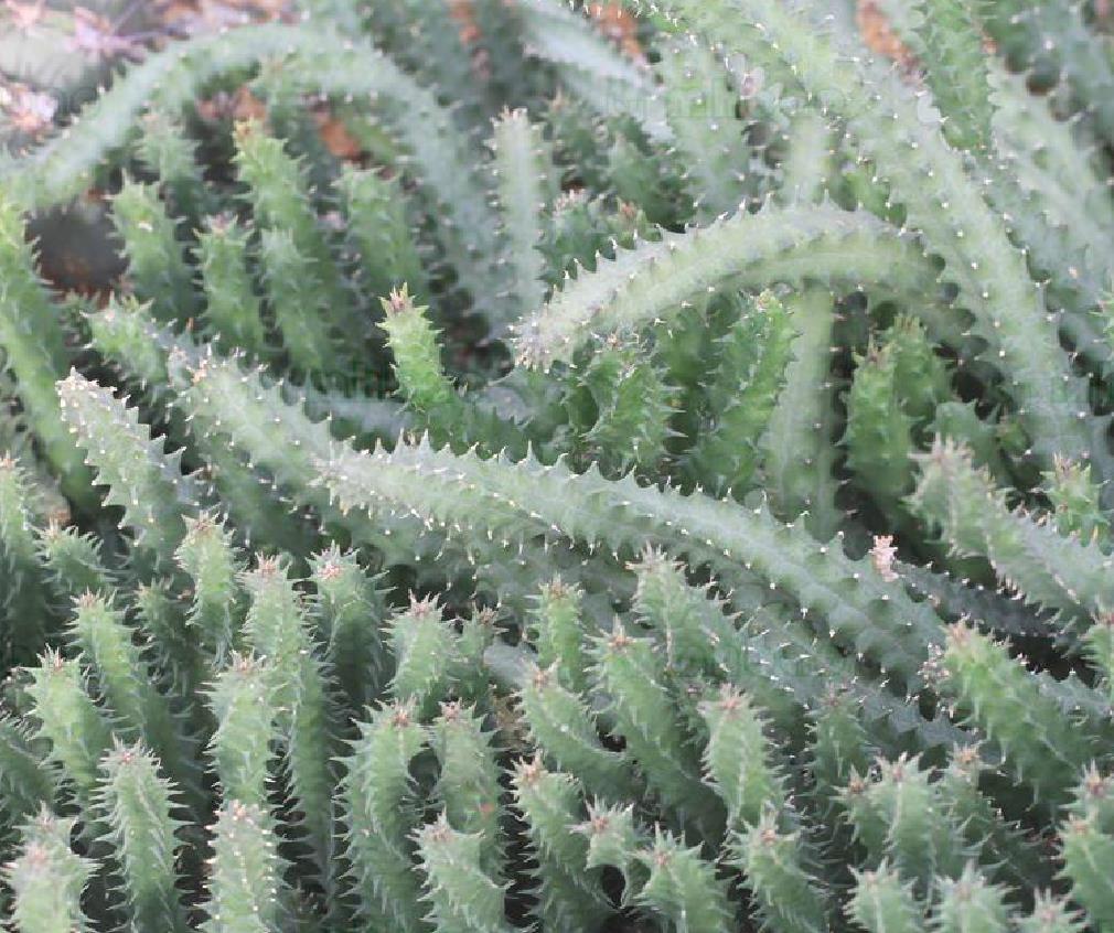  p>豹皮花属( i>orbea /i> haw.