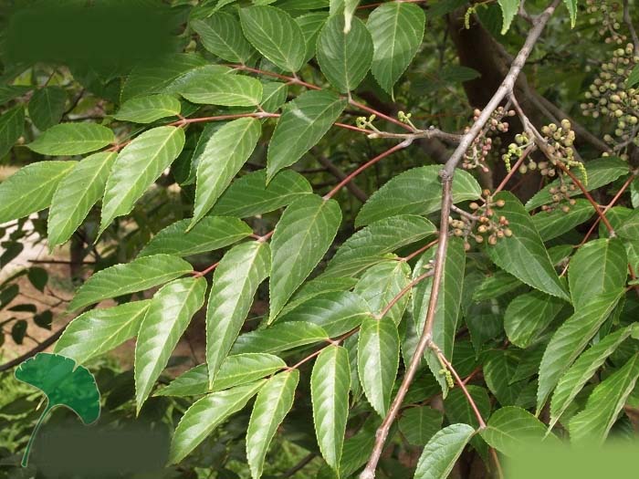 ="gnx99kjgle">瘿椒树 (又名 泡花,皮巴风,银雀树,瘿漆树,丹树,银鹊树