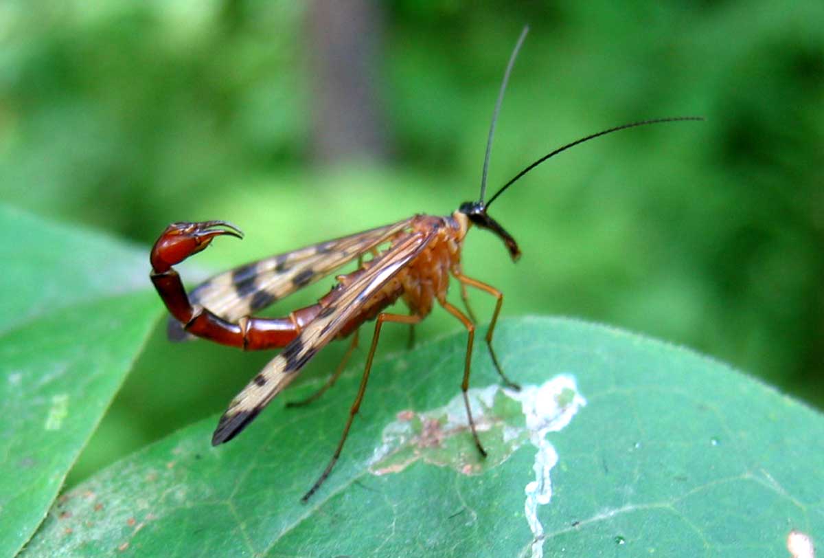  p>蝎蛉scorpionflies是 a target="_blank" href="/item/长翅目