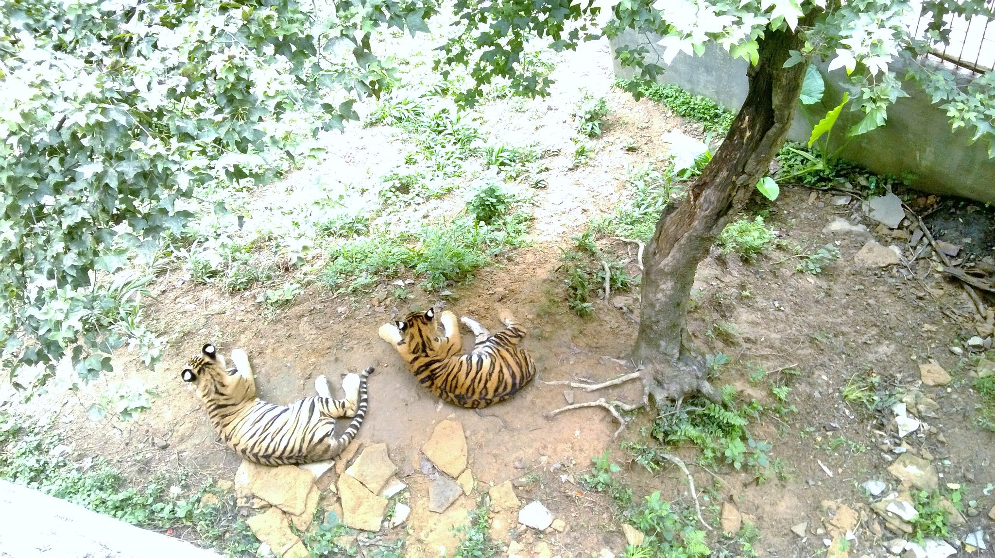 南平九峰山动物园