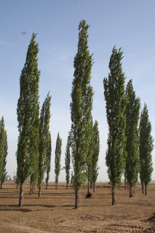 宁夏花马寺国家森林公园