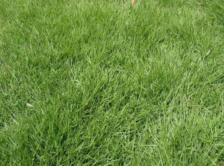  p>沟叶结缕草(学名: i>zoysia matrella  /i>(l. ) merr.