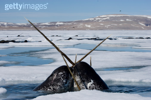  p>一角鲸(学名: i>monodon monoceros /i>)体长一般在4到5米(不包括