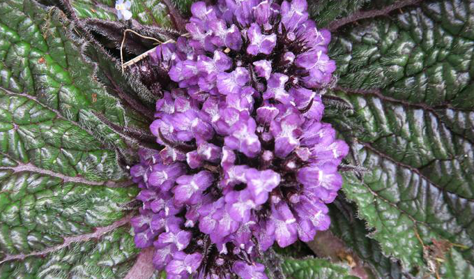  p>独一味属(学名:lamiophlomis kudo)是 a target="_blank" href="