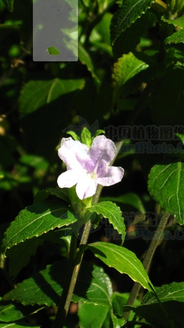  p>日本黄猄草是爵床科黄猄草属的一种植物.