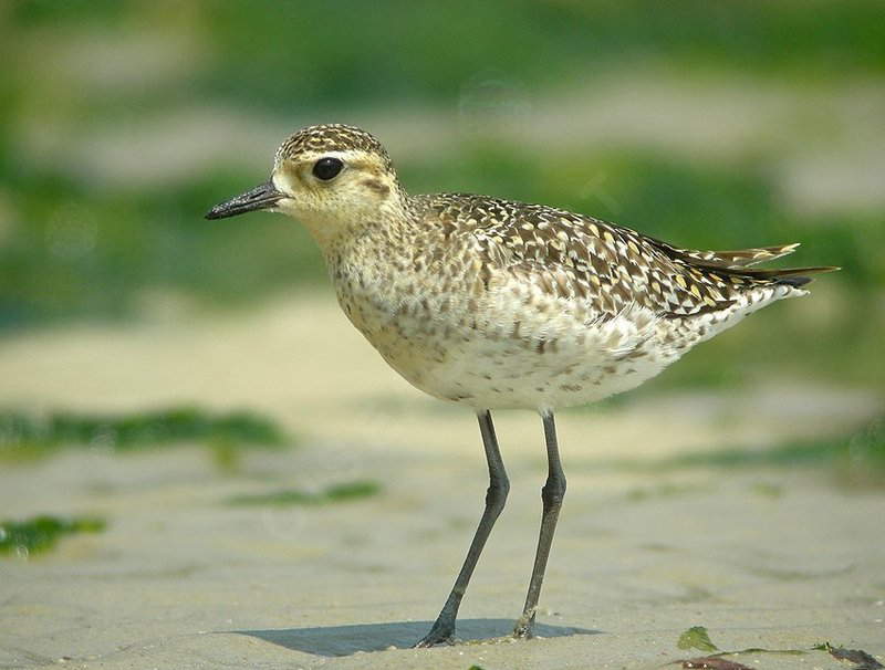  p>金鸻(学名: i>pluvialis fulva /i>):属中型 a target="_blank"