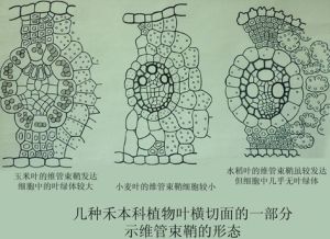  p>碳四基因,是指碳四植物的植物基因,由于c4植物光呼吸非常弱,因此