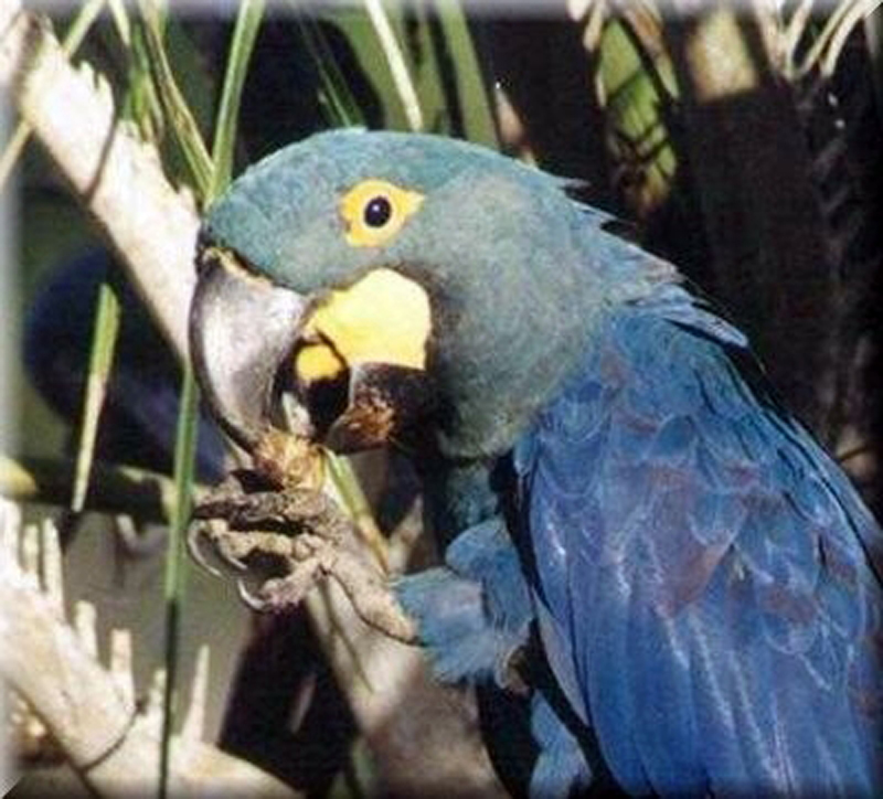  p>绿松石金刚鹦鹉(学名: i>anodorhynchus glaucus /i>):是鸟纲,鹦鹉