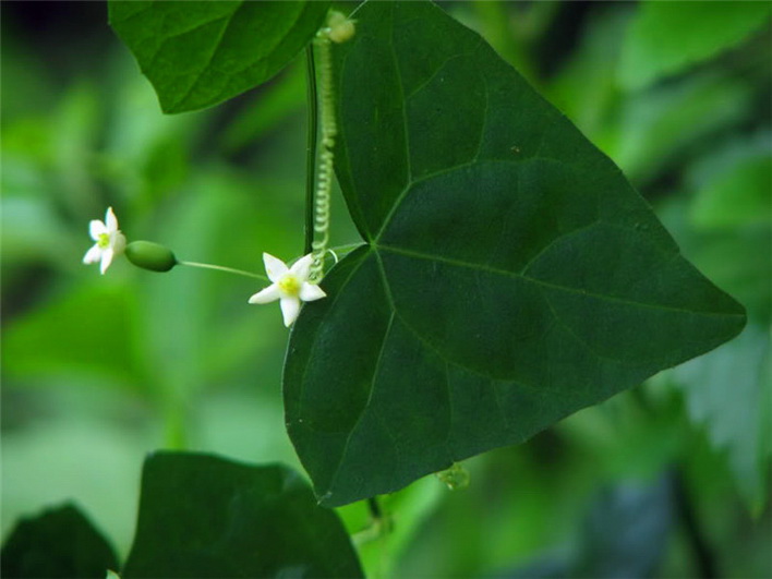  p>老鼠拉冬瓜是一种葫芦科,马交儿属 a href="#" data-lemmaid="