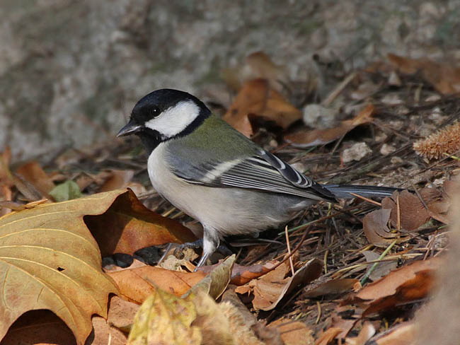 parus major kapustini