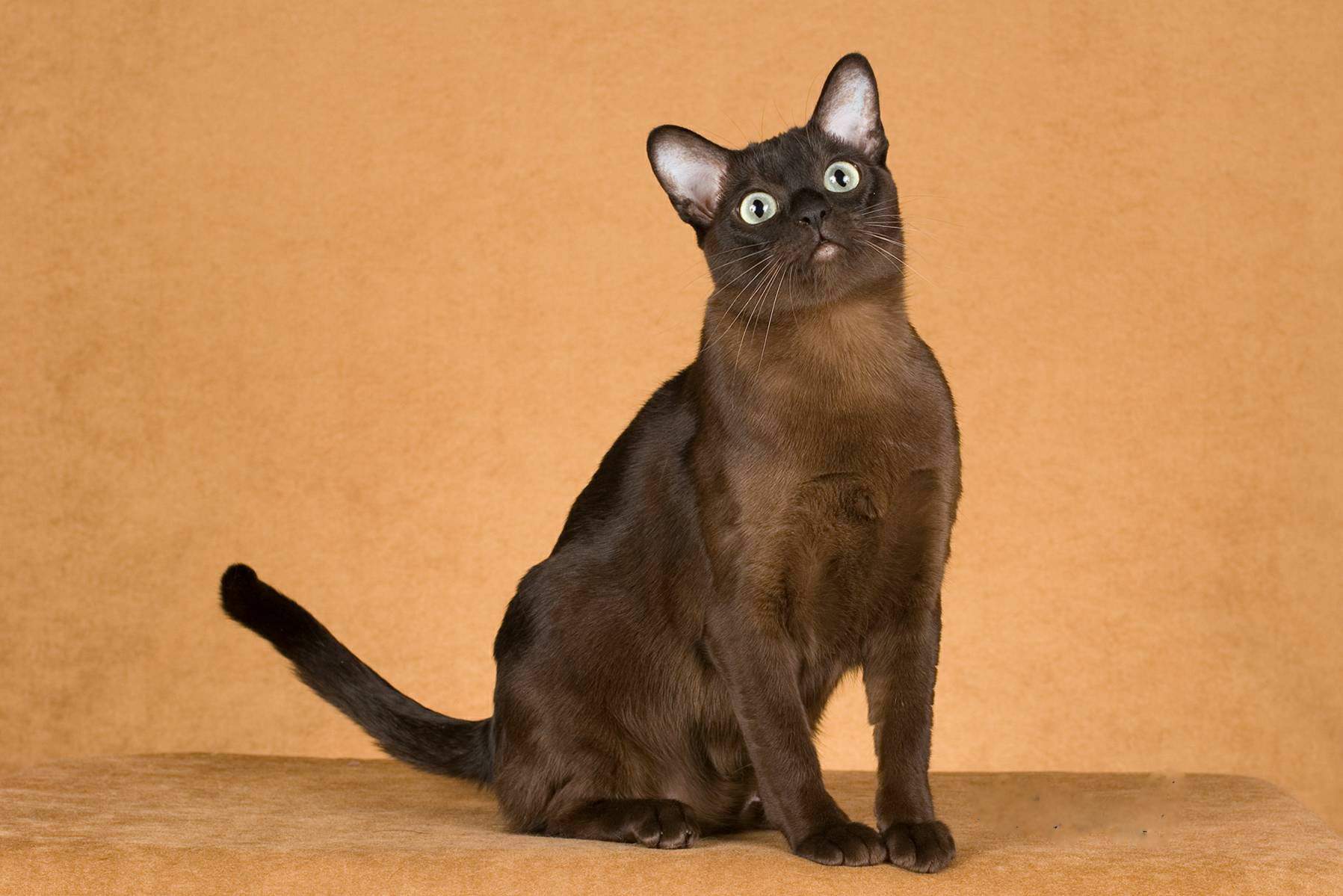 tonkinese