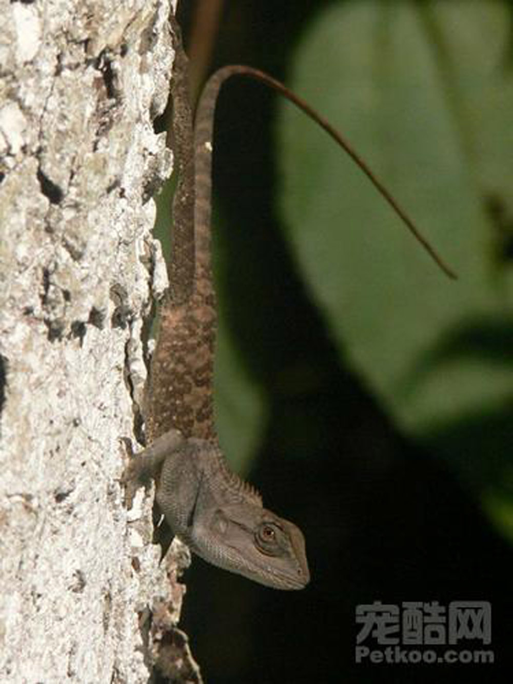  p>长棘蜥( i>acanthosaura armata /i>&nbsp;hardwicke and gray