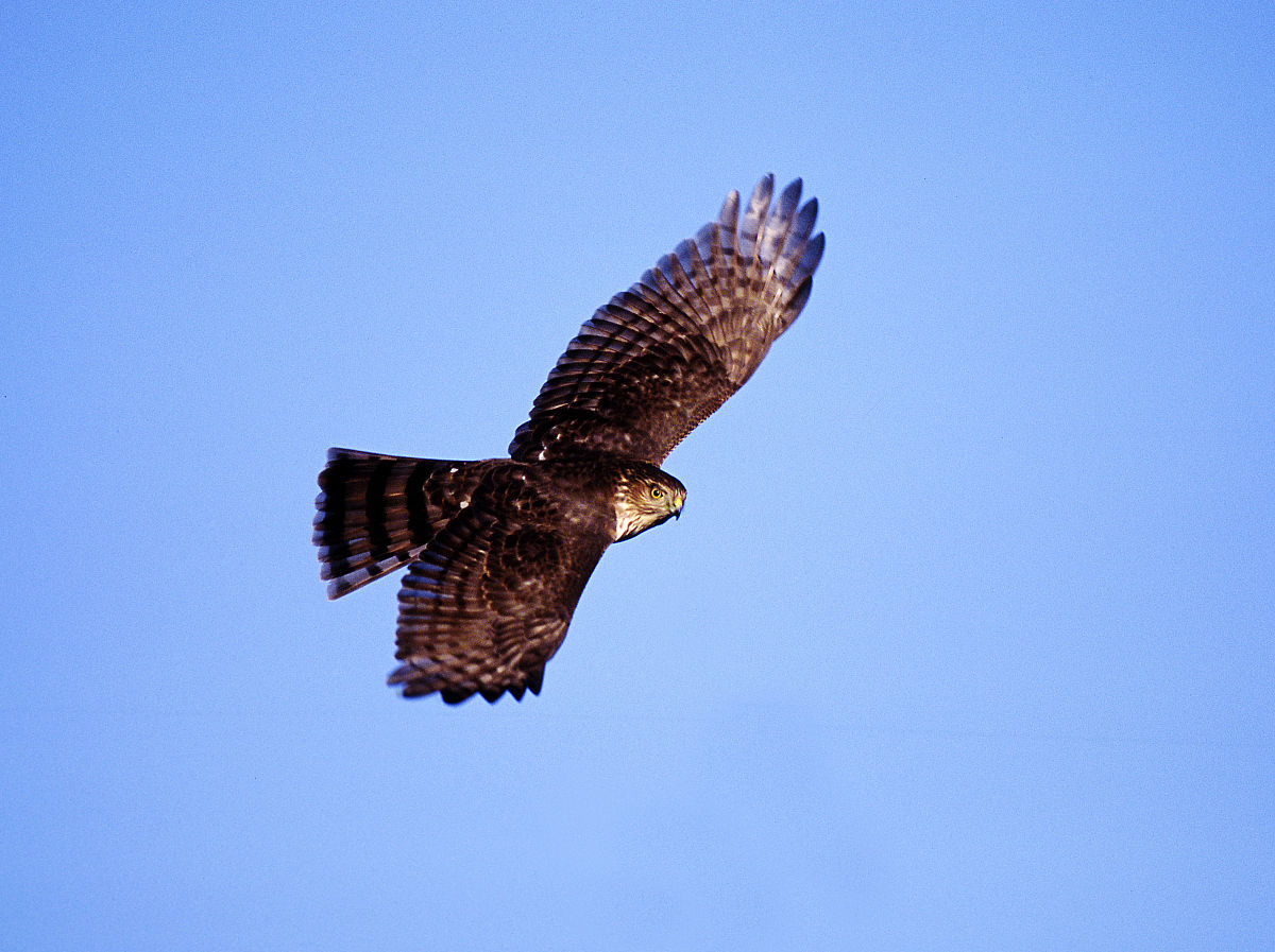 accipiter striatus