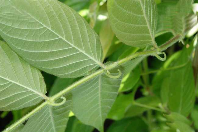 miq. ex havil.),茜草科钩藤属藤本植物.