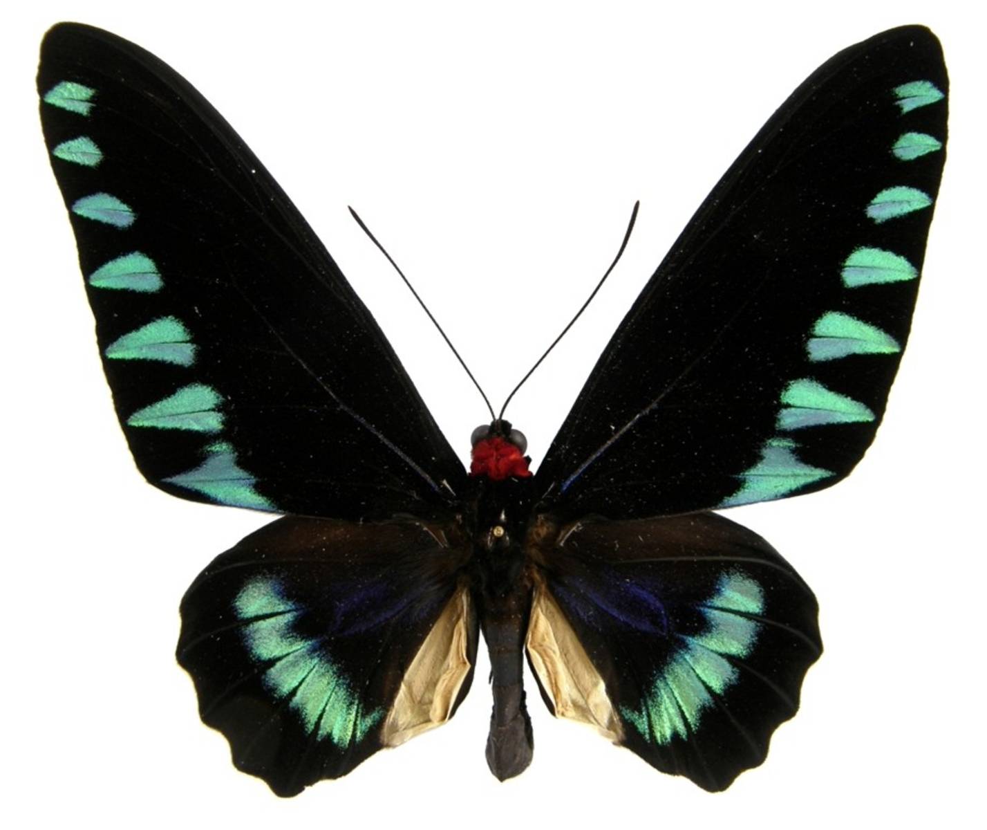  p>特洛伊红颈凤蝶(学名:trogonoptera trojana)是凤蝶科 a target="