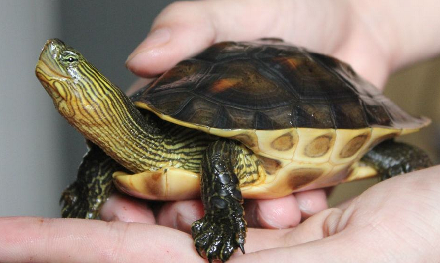  p>腊戍拟水龟是属于淡水龟科的一种动物.