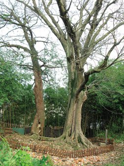 槠树_百度百科