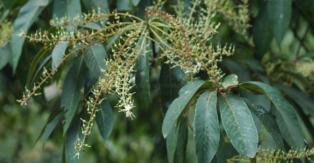  p>白背桤叶树(学名:clethra gronov.