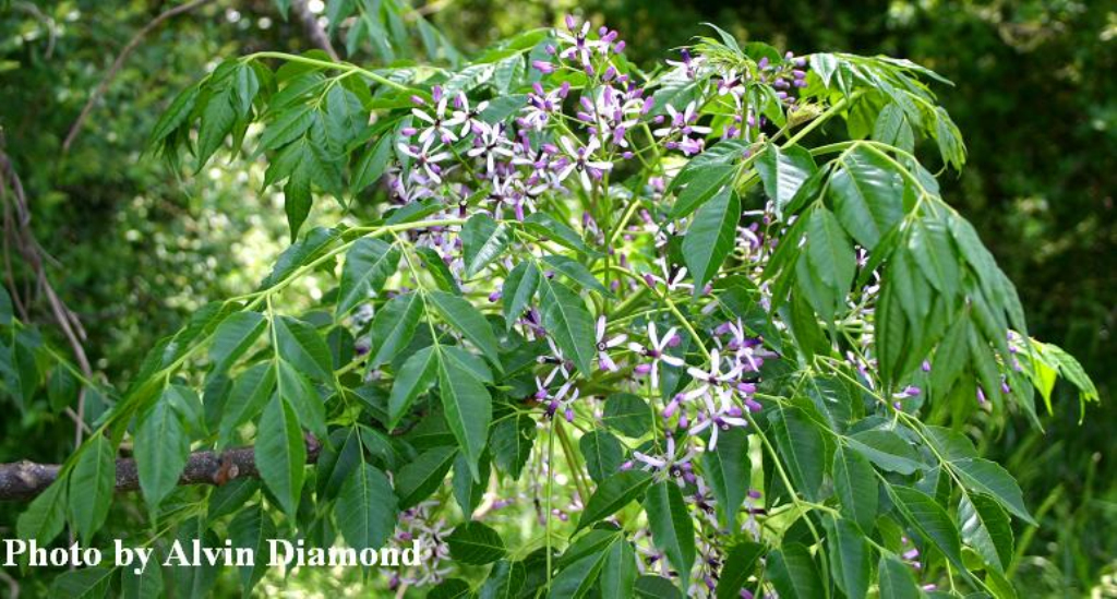 鹧鸪花属, a target="_blank" href="/item