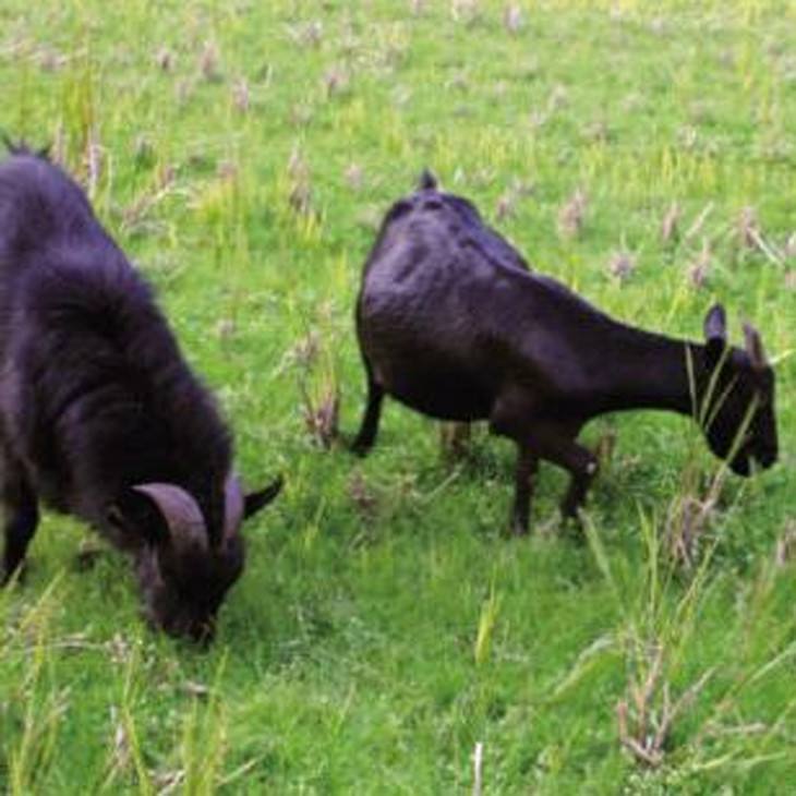  p>万宁东山羊,海南省 a href="#" data-lemmaid="536051">万宁市 /a>