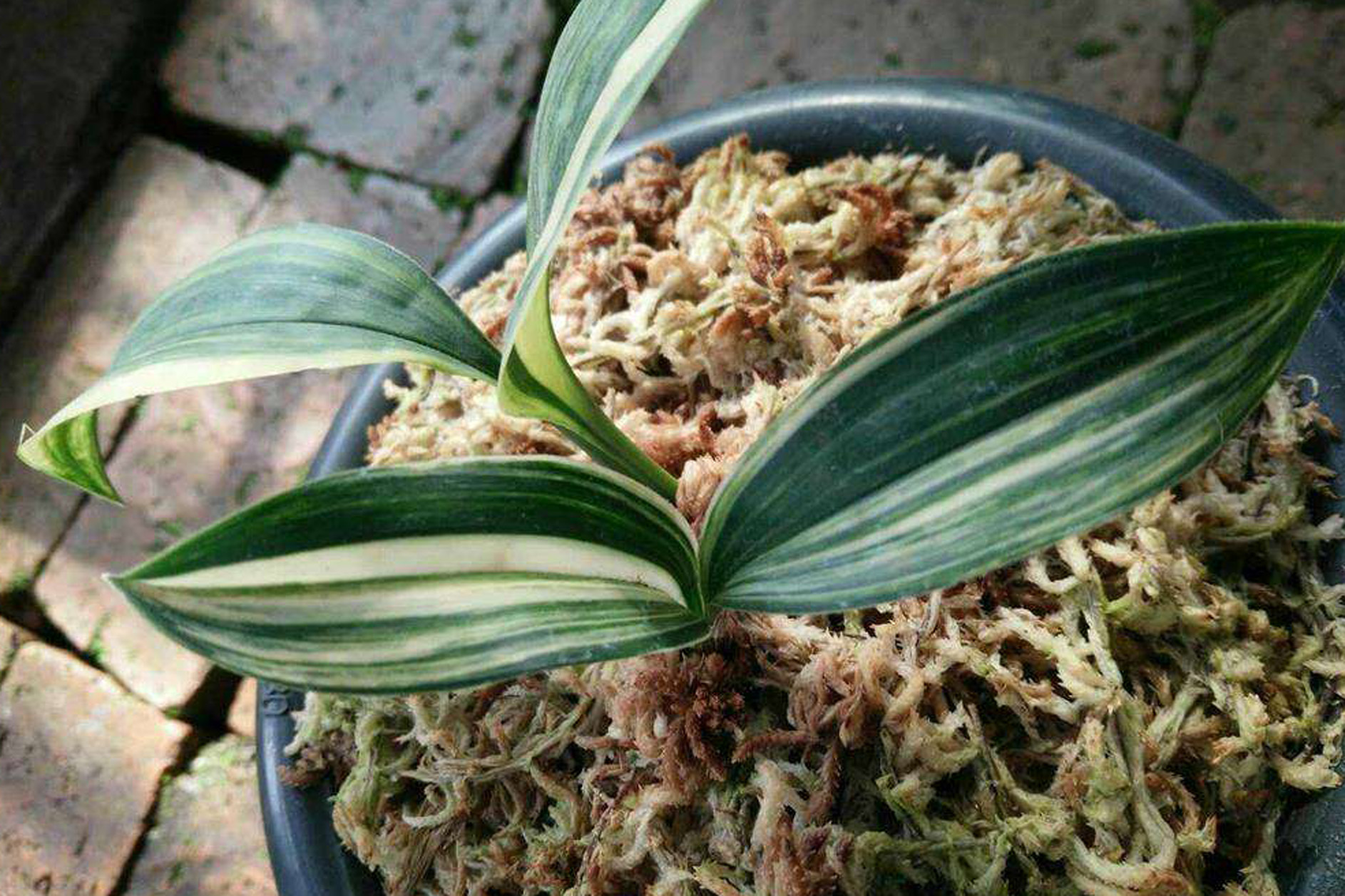  p>兔耳兰(学名: i>cymbidium lancifolium /i>  hook.