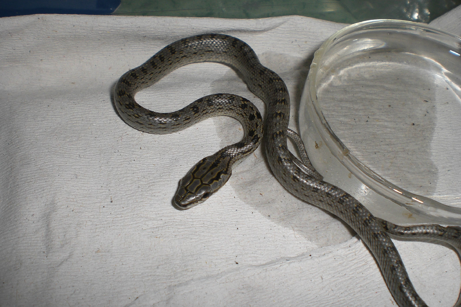  p>灰腹绿锦蛇为游蛇科锦蛇属的爬行动物.