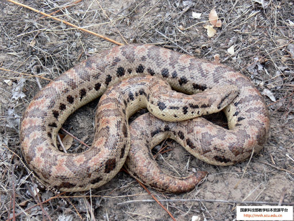  p>沙蟒是比较原始的小型到中等大小的无毒蛇类,卵胎生,本属已知11种