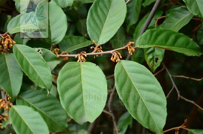  p>巴东胡颓子,别名: a target="_blank" href="/item/铜色叶胡颓子