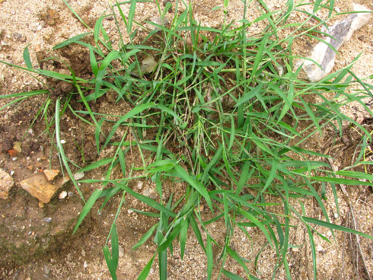  p>禾本科杂草是 a target="_blank" href="/item/水田/1948547" data