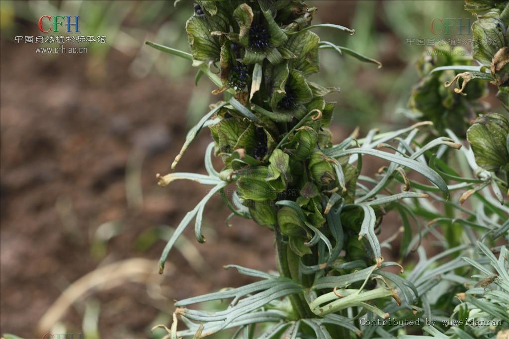 铁棒锤(学名:aconitum pendulum busch)是毛茛科,乌头属
