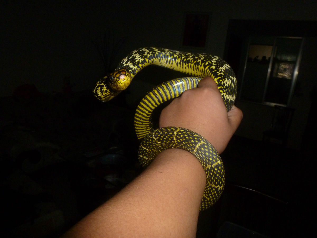  p>所谓宠物蛇,一般都是经过人工培养的 a href="