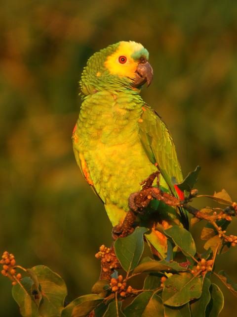  p>亚马逊鹦鹉(学名:amazona)外表帅气.