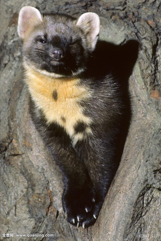  p>鼬科又名 a href="#">貂科 /a>,拥有 a href="#">犬型类 /a>超过半