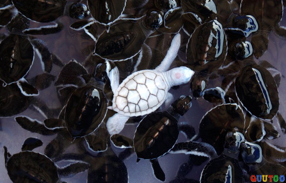  p>海龟(学名: i>chelonia mydas /i>)是海龟科,海龟属动物.