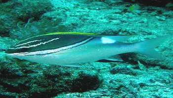 bilineatus)又称石兵,鸡仔,红尾鮗仔,为鲈形目,金线鱼科,眶棘鲈属一种