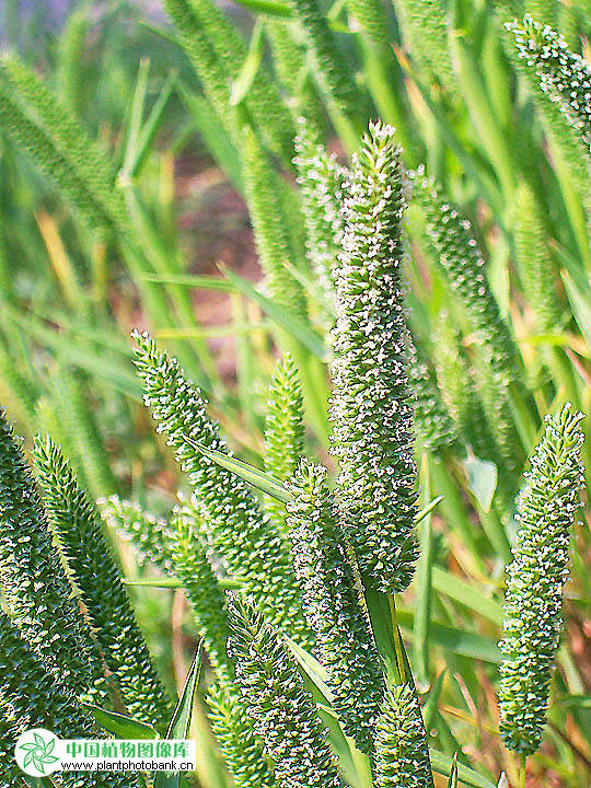  p>梯牧草属(phleum)或猫尾草属,是 a target="_blank" href="/item