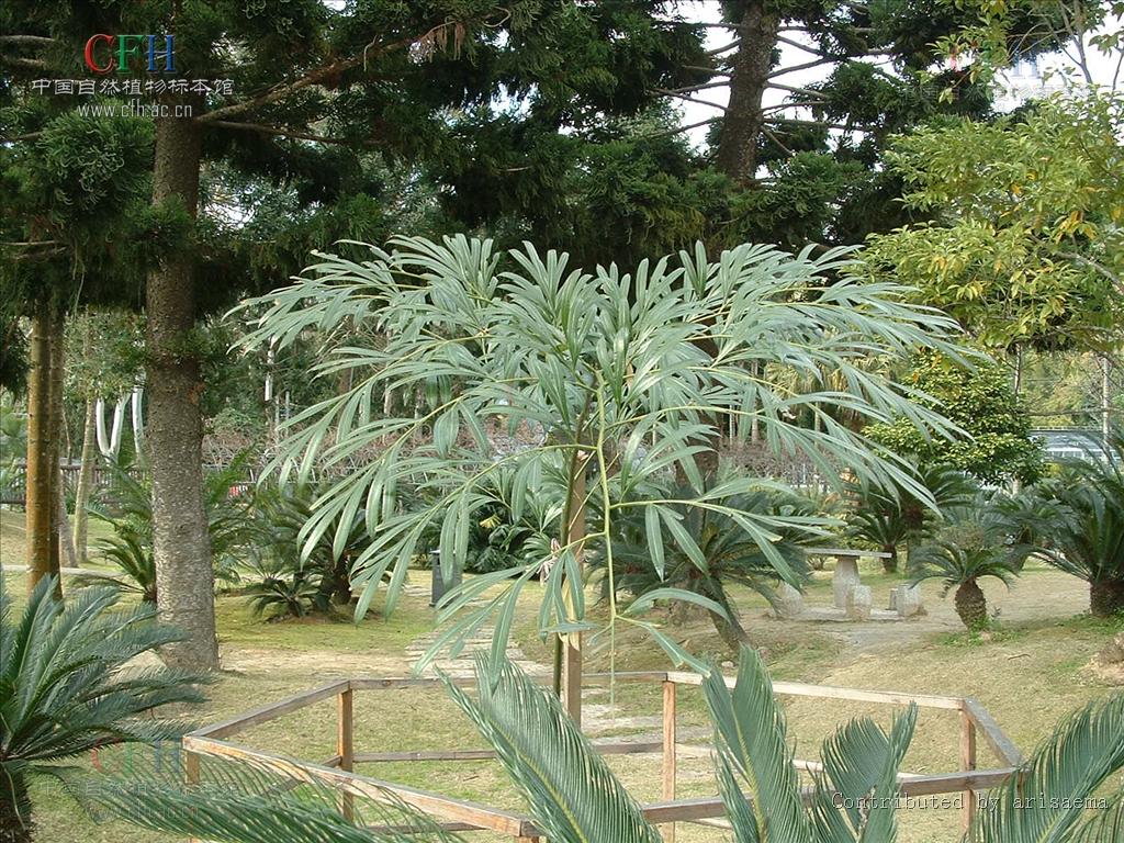  p>叉叶苏铁(拉丁学名: i>cycas bifida /i> (dyer) k. d.
