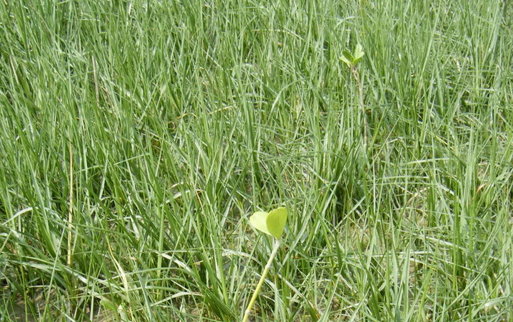  p>大米草(学名: i>spartina anglica  /i>hubb.