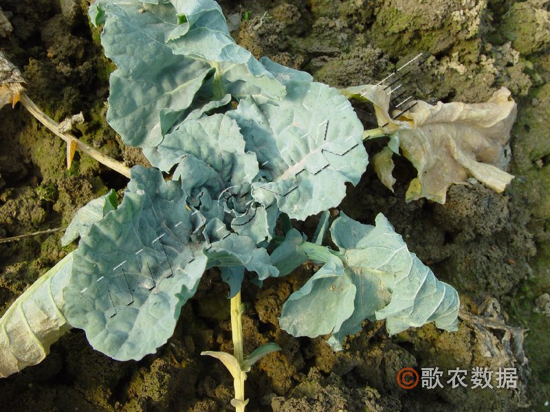  p>甘蓝黄叶病又称甘蓝黄蔫病,萎黄病,主要危害作物是甘蓝,芥蓝
