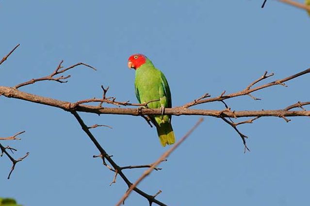  p>红颊鹦鹉(学名:geoffroyus geoffroyi)体长约21厘米,体重135～180