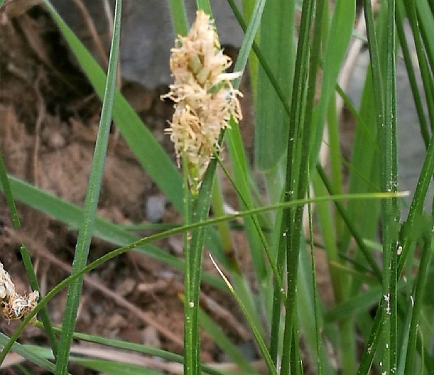  p>细叶薹草(学名: i>carex duriuscula /i> subsp.