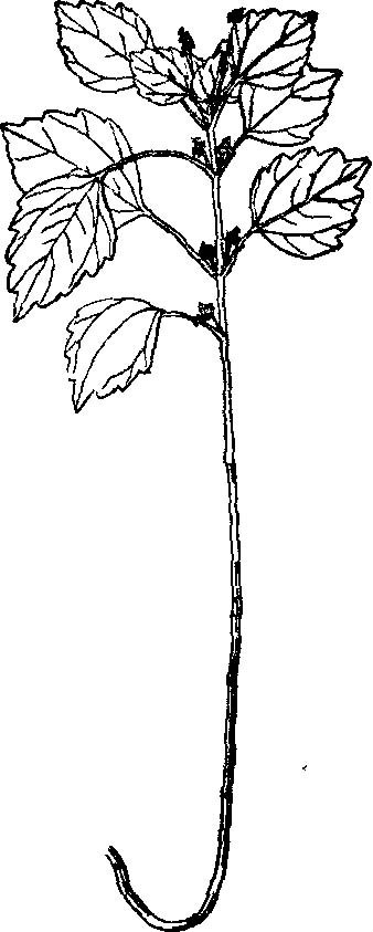  p>三角形冷水花(学名: i>pilea swinglei  /i>merr.