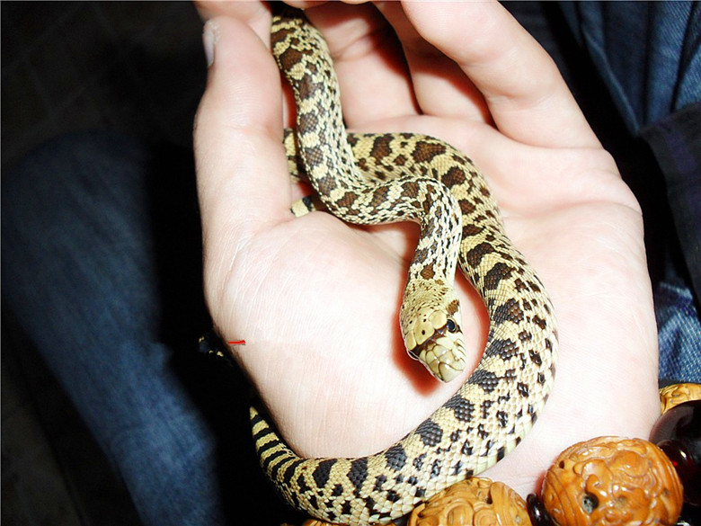  p>游蛇科 (colubridae)动物, a href="#" data-lemmaid="8074290">学