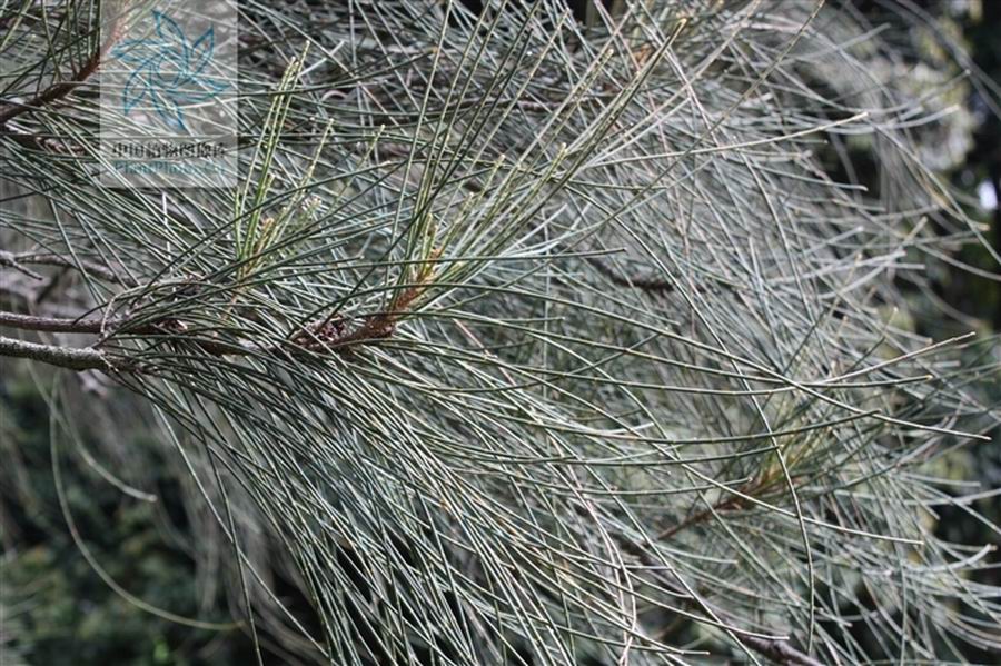 是木麻黄科,木麻黄属常绿乔木.