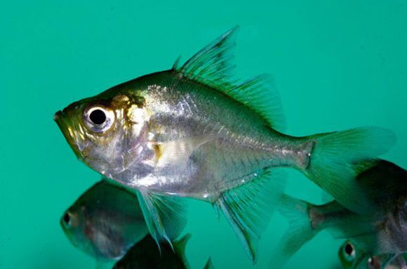  p>玻璃鱼,鱼身透明, a href="#" data-lemmaid="592697">鱼鳍 /a>为