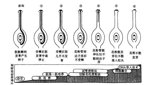 雌雄受粉相交而结成种子来繁殖后代的方法,也是人类的正常繁殖方法