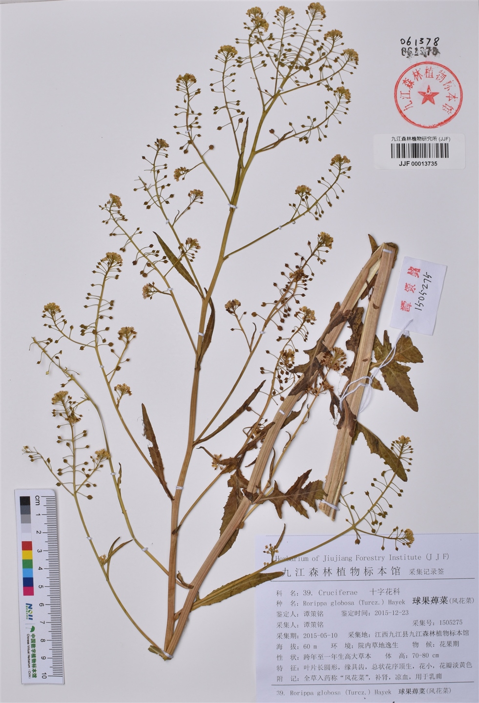 球果蔊菜