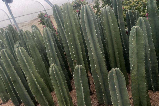 哥斯达黎加量天尺